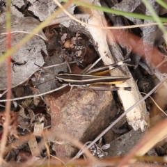Macrotona australis (Common Macrotona Grasshopper) at Dryandra St Woodland - 27 Feb 2023 by ConBoekel