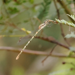 Austrolestes leda (Wandering Ringtail) at Dryandra St Woodland - 27 Feb 2023 by ConBoekel