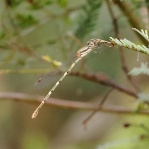 Austrolestes leda at O'Connor, ACT - 28 Feb 2023 10:34 AM