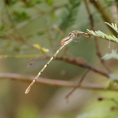 Austrolestes leda (Wandering Ringtail) at O'Connor, ACT - 28 Feb 2023 by ConBoekel