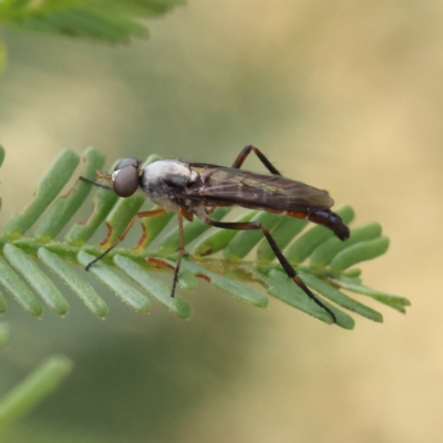 Taenogerella elizabethae at Dryandra St Woodland - 28 Feb 2023 by ConBoekel