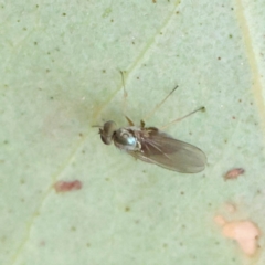 Hydrellia sp. (genus) (Lawn or Pasture Fly) at Dryandra St Woodland - 27 Feb 2023 by ConBoekel