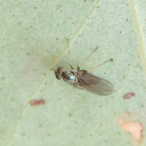 Unidentified True fly (Diptera) at suppressed by ConBoekel