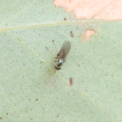 Hydrellia sp. (genus) at O'Connor, ACT - 28 Feb 2023 09:57 AM