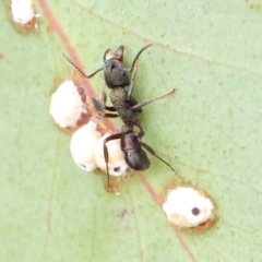 Rhytidoponera metallica (Greenhead ant) at Dryandra St Woodland - 27 Feb 2023 by ConBoekel