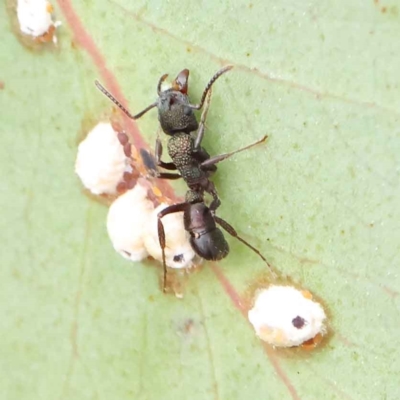 Rhytidoponera metallica (Greenhead ant) at Dryandra St Woodland - 27 Feb 2023 by ConBoekel