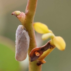 Anzora unicolor (Grey Planthopper) at Dryandra St Woodland - 27 Feb 2023 by ConBoekel