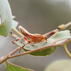 Pseudoperga sp. (genus) at O'Connor, ACT - 28 Feb 2023