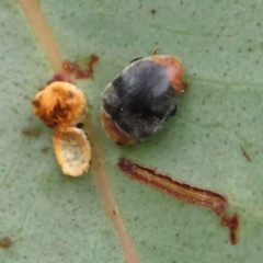 Cryptolaemus montrouzieri (Mealybug ladybird) at O'Connor, ACT - 27 Feb 2023 by ConBoekel