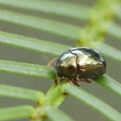 Ditropidus sp. (genus) (Leaf beetle) at O'Connor, ACT - 27 Feb 2023 by ConBoekel