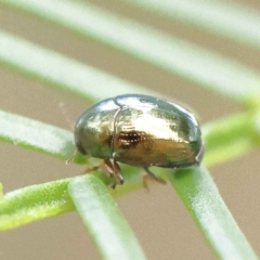 Ditropidus sp. (genus) at O'Connor, ACT - 28 Feb 2023