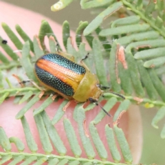 Calomela parilis (Leaf beetle) at O'Connor, ACT - 28 Feb 2023 by ConBoekel