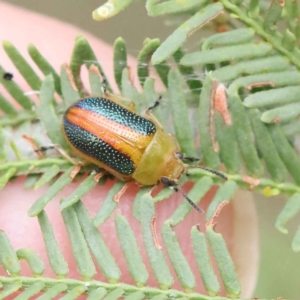 Calomela parilis at O'Connor, ACT - 28 Feb 2023 09:34 AM