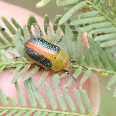 Calomela parilis (Leaf beetle) at O'Connor, ACT - 28 Feb 2023 by ConBoekel