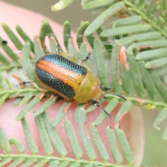 Calomela parilis (Leaf beetle) at O'Connor, ACT - 27 Feb 2023 by ConBoekel