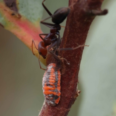 Monophlebulus sp. (genus) (Giant Snowball Mealybug) at Dryandra St Woodland - 27 Feb 2023 by ConBoekel