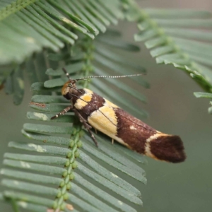 Macrobathra chrysotoxa at O'Connor, ACT - 28 Feb 2023 10:33 AM