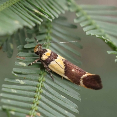 Macrobathra chrysotoxa (A cosmet moth) at Dryandra St Woodland - 27 Feb 2023 by ConBoekel