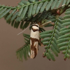 Macrobathra (genus) (A cosmet moth) at Dryandra St Woodland - 27 Feb 2023 by ConBoekel