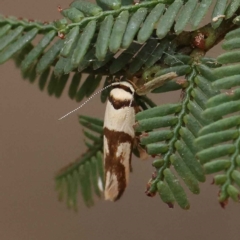 Macrobathra (genus) (A Cosmet moth (Cosmopteriginae) at O'Connor, ACT - 28 Feb 2023 by ConBoekel