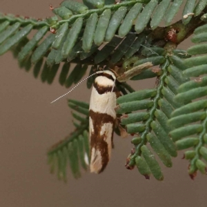 Macrobathra (genus) at O'Connor, ACT - 28 Feb 2023