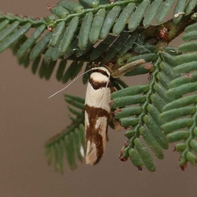 Macrobathra (genus) (A Cosmet moth (Cosmopteriginae) at O'Connor, ACT - 28 Feb 2023 by ConBoekel
