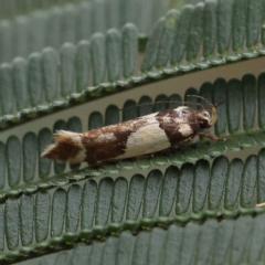 Macrobathra chrysotoxa (A cosmet moth) at O'Connor, ACT - 27 Feb 2023 by ConBoekel