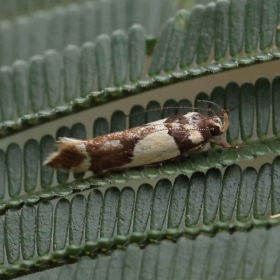 Macrobathra chrysotoxa (A cosmet moth) at Dryandra St Woodland - 27 Feb 2023 by ConBoekel