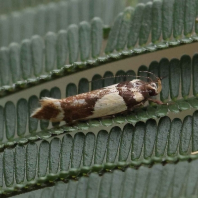 Macrobathra chrysotoxa (A cosmet moth) at O'Connor, ACT - 27 Feb 2023 by ConBoekel