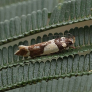 Macrobathra chrysotoxa (A cosmet moth) at O'Connor, ACT by ConBoekel
