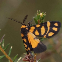 Asura lydia (Lydia Lichen Moth) at Dryandra St Woodland - 27 Feb 2023 by ConBoekel