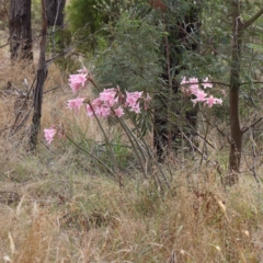 Amaryllis belladonna (Naked Ladies, Belladonna Lily) at O'Connor, ACT - 28 Feb 2023 by ConBoekel