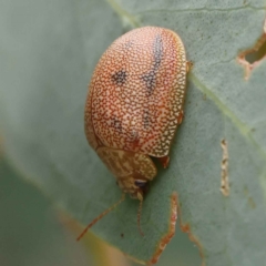 Paropsis atomaria (Eucalyptus leaf beetle) at O'Connor, ACT - 28 Feb 2023 by ConBoekel