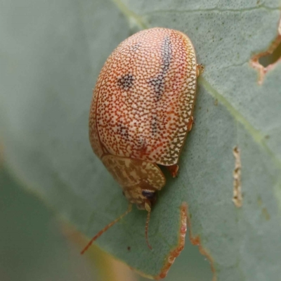 Paropsis atomaria (Eucalyptus leaf beetle) at Dryandra St Woodland - 27 Feb 2023 by ConBoekel