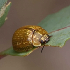 Paropsisterna cloelia (Eucalyptus variegated beetle) at O'Connor, ACT - 28 Feb 2023 by ConBoekel