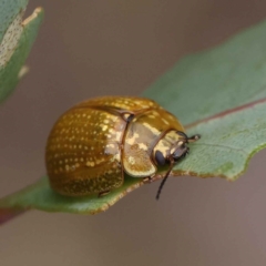 Paropsisterna cloelia (Eucalyptus variegated beetle) at O'Connor, ACT - 27 Feb 2023 by ConBoekel
