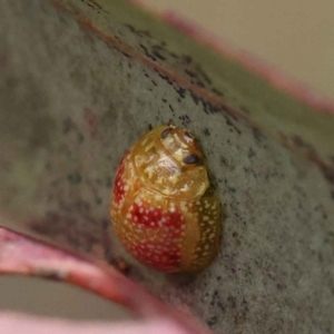 Paropsisterna fastidiosa at O'Connor, ACT - 28 Feb 2023 09:55 AM