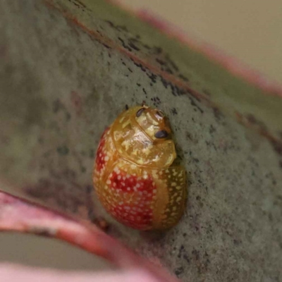 Paropsisterna fastidiosa (Eucalyptus leaf beetle) at Dryandra St Woodland - 27 Feb 2023 by ConBoekel