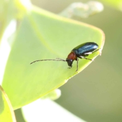 Unidentified Leaf beetle (Chrysomelidae) at O'Connor, ACT - 28 Feb 2023 by ConBoekel