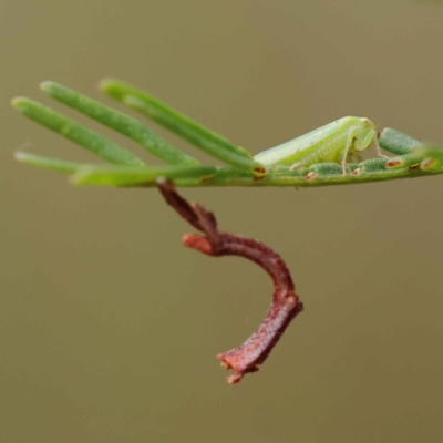 Rosopaella leurensis (A leafhopper) at Dryandra St Woodland - 27 Feb 2023 by ConBoekel