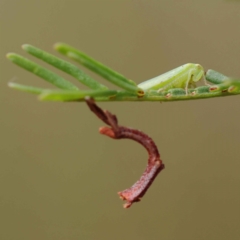 Rosopaella leurensis (A leafhopper) at O'Connor, ACT - 27 Feb 2023 by ConBoekel