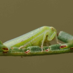 Rosopaella leurensis at O'Connor, ACT - 28 Feb 2023