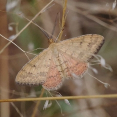 Scopula rubraria (Reddish Wave, Plantain Moth) at O'Connor, ACT - 28 Feb 2023 by ConBoekel