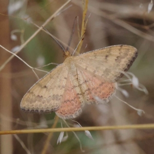 Scopula rubraria at O'Connor, ACT - 28 Feb 2023