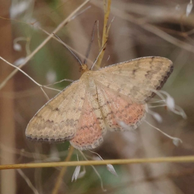 Scopula rubraria (Reddish Wave, Plantain Moth) at O'Connor, ACT - 28 Feb 2023 by ConBoekel