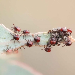 Oechalia schellenbergii (Spined Predatory Shield Bug) at O'Connor, ACT - 28 Feb 2023 by ConBoekel