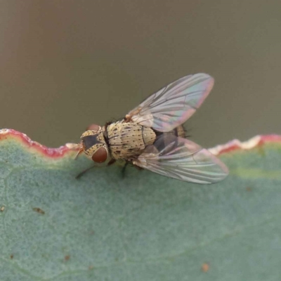 Tachinidae (family) (Unidentified Bristle fly) at O'Connor, ACT - 28 Feb 2023 by ConBoekel