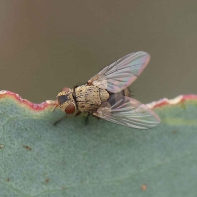 Tachinidae (family) (Unidentified Bristle fly) at Dryandra St Woodland - 27 Feb 2023 by ConBoekel