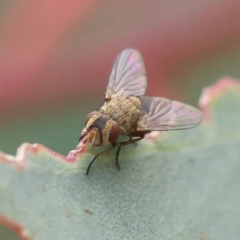 Tachinidae (family) at O'Connor, ACT - 28 Feb 2023