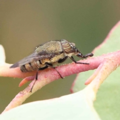 Stomorhina sp. (genus) (Snout fly) at O'Connor, ACT - 27 Feb 2023 by ConBoekel